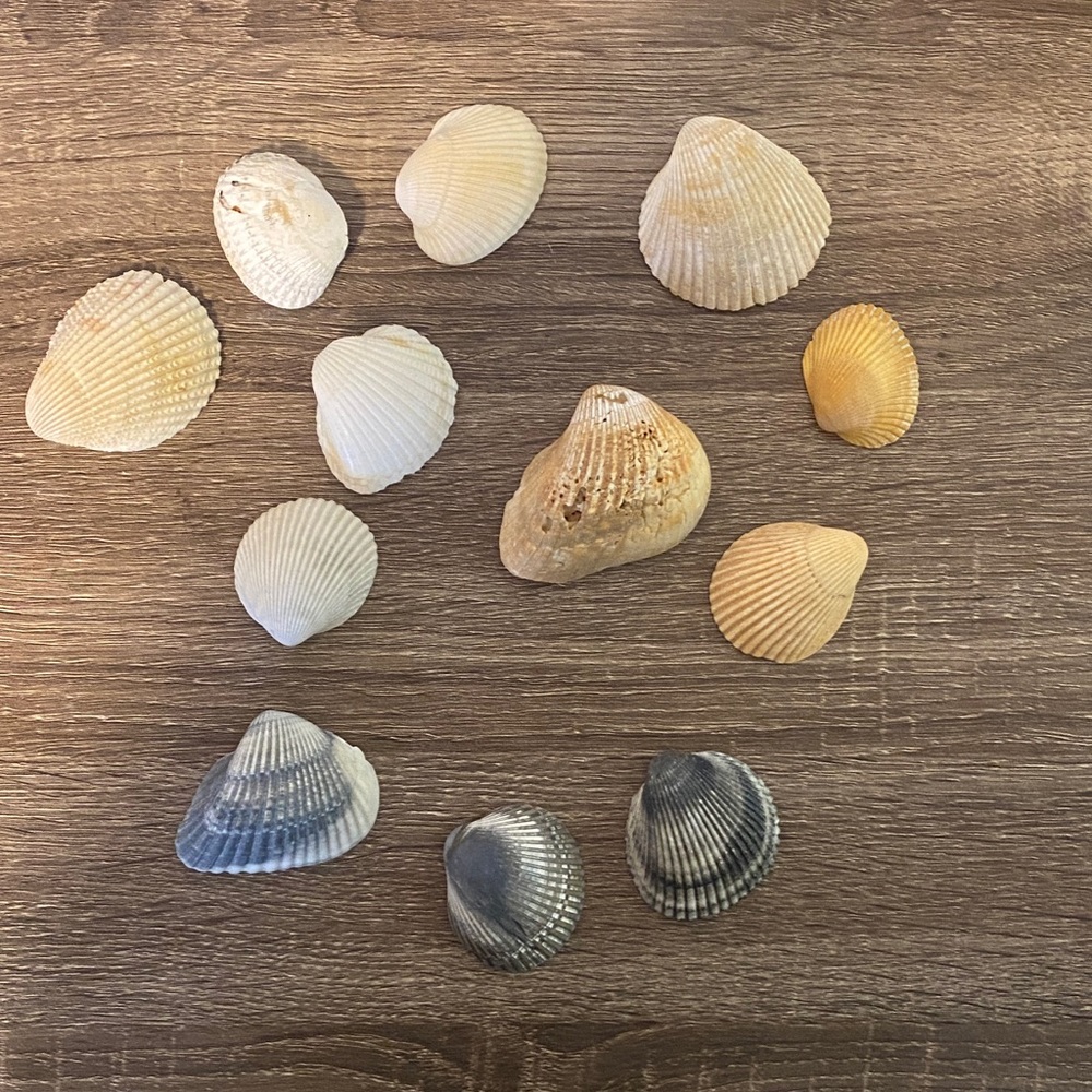 Assorted Seashell Collection - Picture 2 of 4